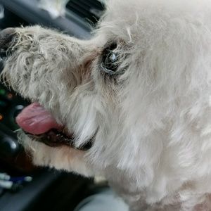 Meet your Posher, Carol